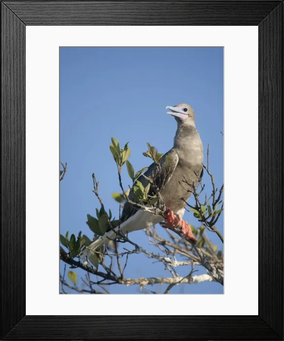 Framed Print : DDE-90027457