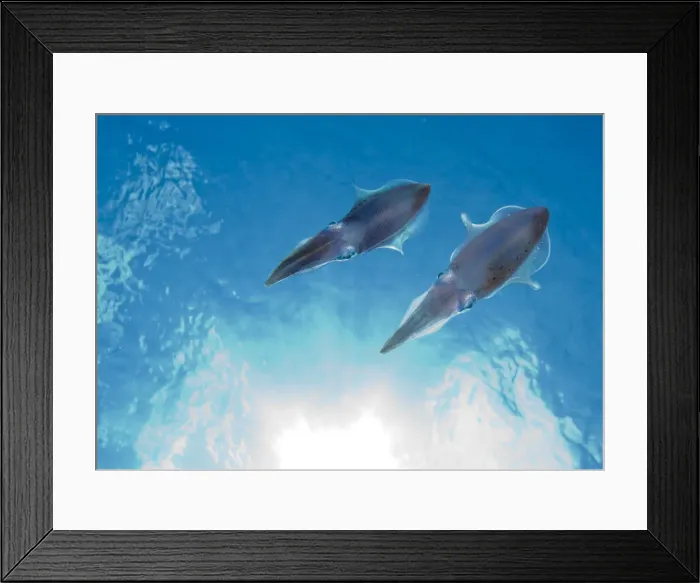 Framed Print : DDE-90027462 Framed Print : DDE-90027462