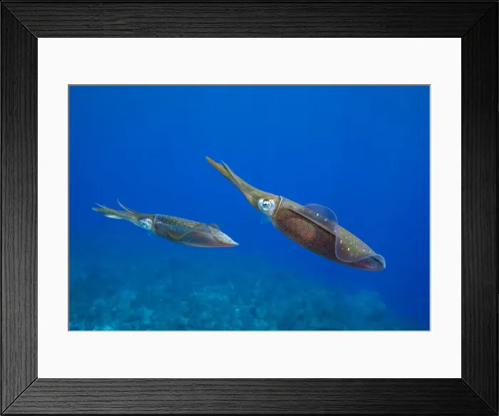 Framed Print : DDE-90027463 Framed Print : DDE-90027463