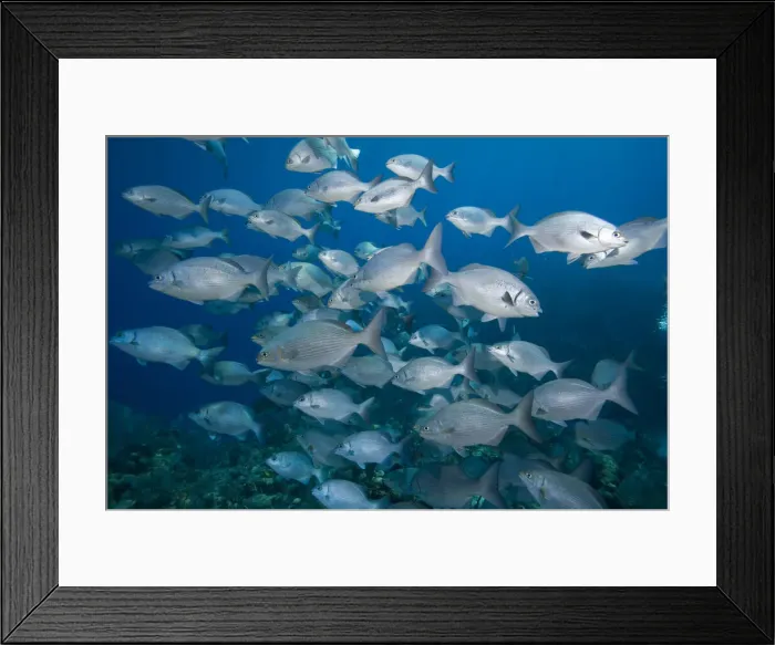 Framed Print : DDE-90027464 Framed Print : DDE-90027464