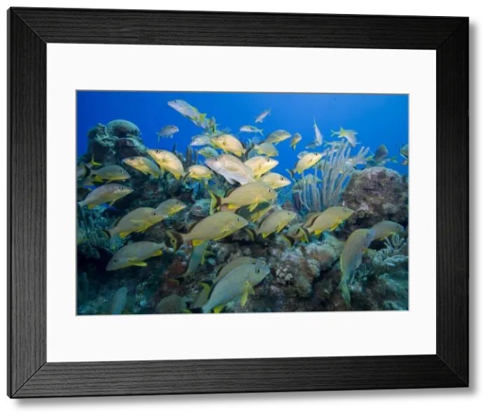 Framed Print : DDE-90027465