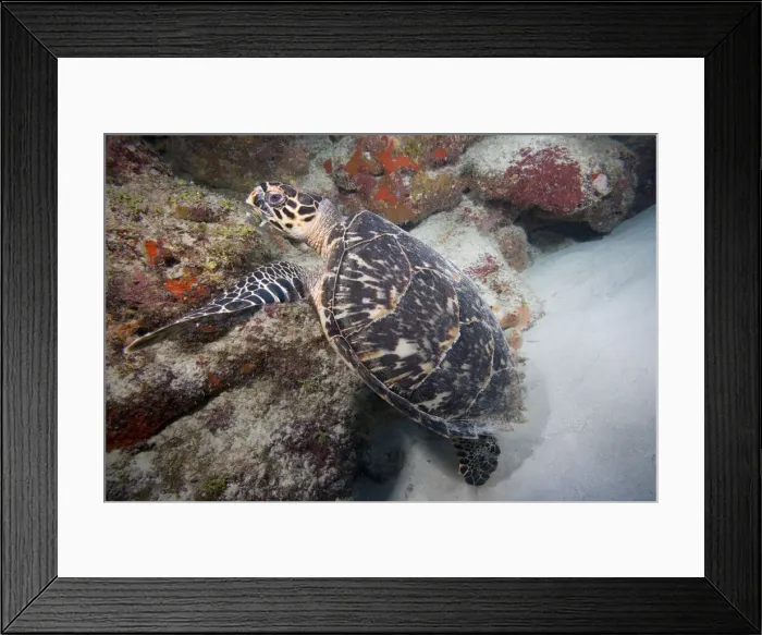 Framed Print : DDE-90027467 Framed Print : DDE-90027467
