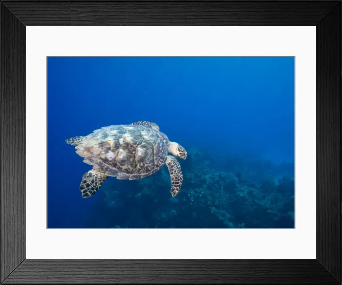 Framed Print : DDE-90027468 Framed Print : DDE-90027468