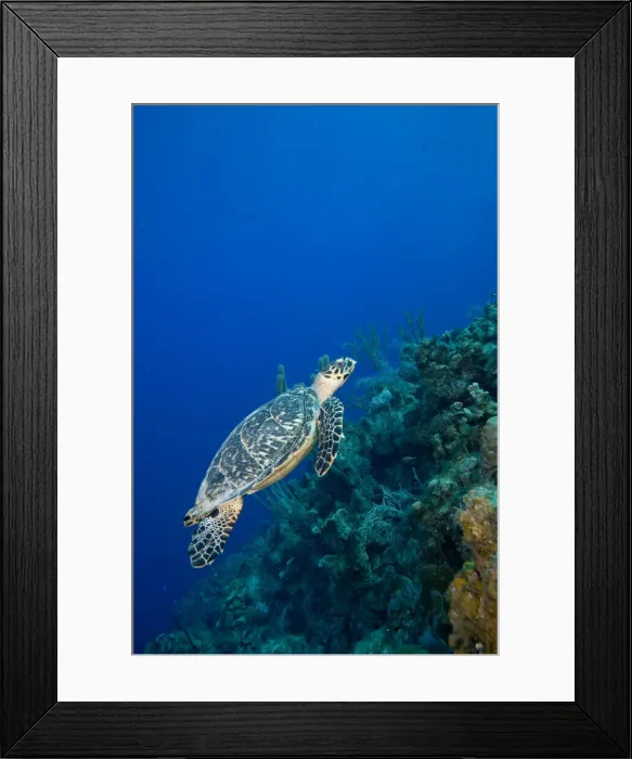 Framed Print : DDE-90027469 Framed Print : DDE-90027469