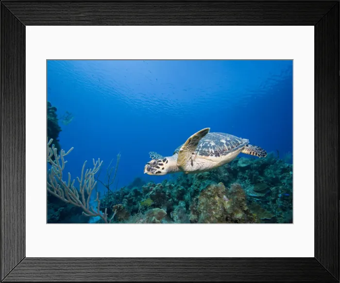 Framed Print : DDE-90027470 Framed Print : DDE-90027470