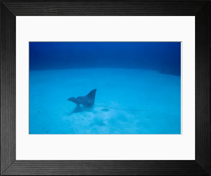 Framed Print : DDE-90027466 Framed Print : DDE-90027466