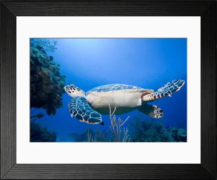 Framed Print : DDE-90027472