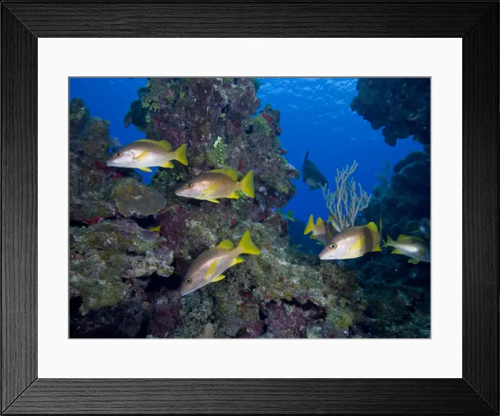 Framed Print : DDE-90027473 Framed Print : DDE-90027473