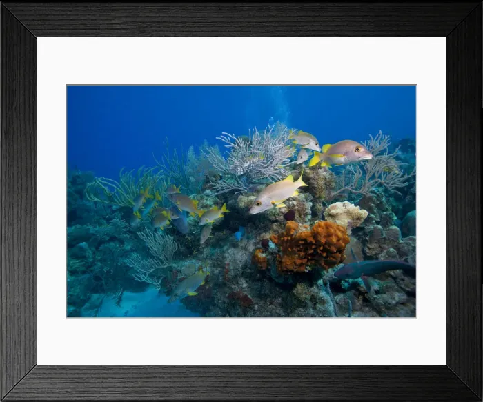 Framed Print : DDE-90027474 Framed Print : DDE-90027474