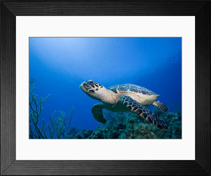 Framed Print : DDE-90027471 Framed Print : DDE-90027471