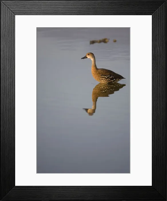 Framed Print : DDE-90027476 Framed Print : DDE-90027476