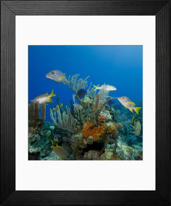 Framed Print : DDE-90027475 Framed Print : DDE-90027475