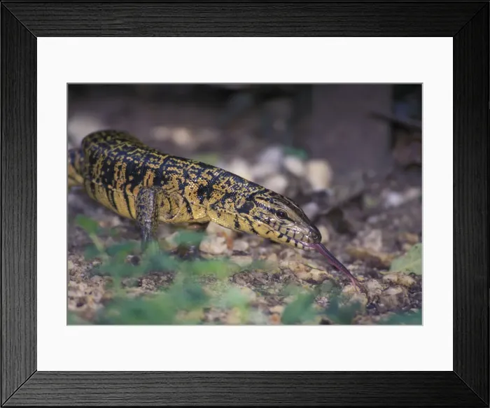 Framed Print : DDE-90027477 Framed Print : DDE-90027477