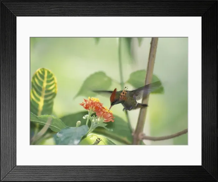Framed Print : DDE-90027478 Framed Print : DDE-90027478