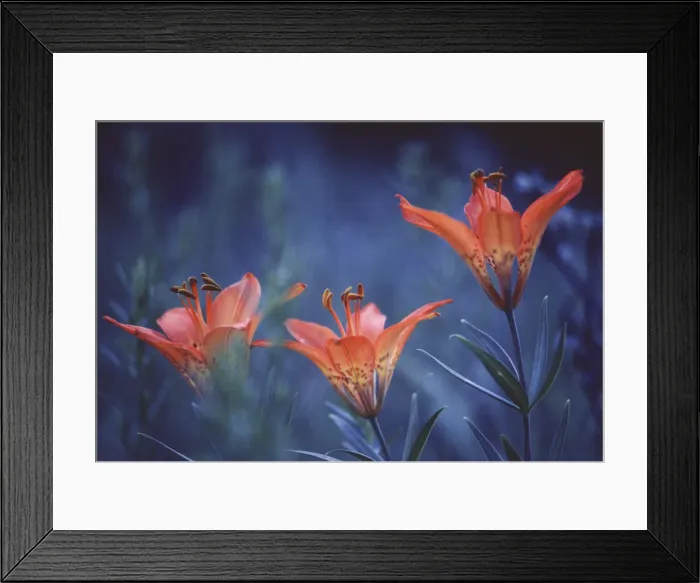 Framed Print : DDE-90027496 Framed Print : DDE-90027496