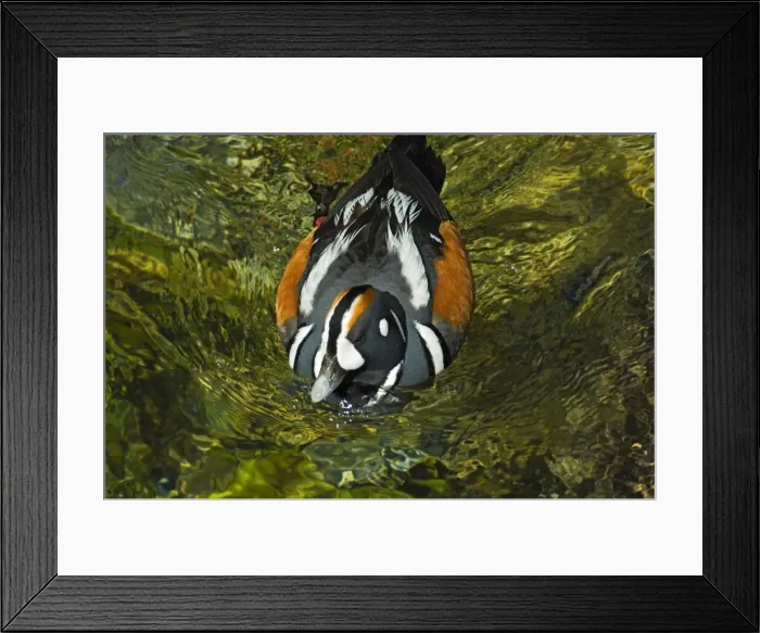 Framed Print : DDE-90027539 Framed Print : DDE-90027539