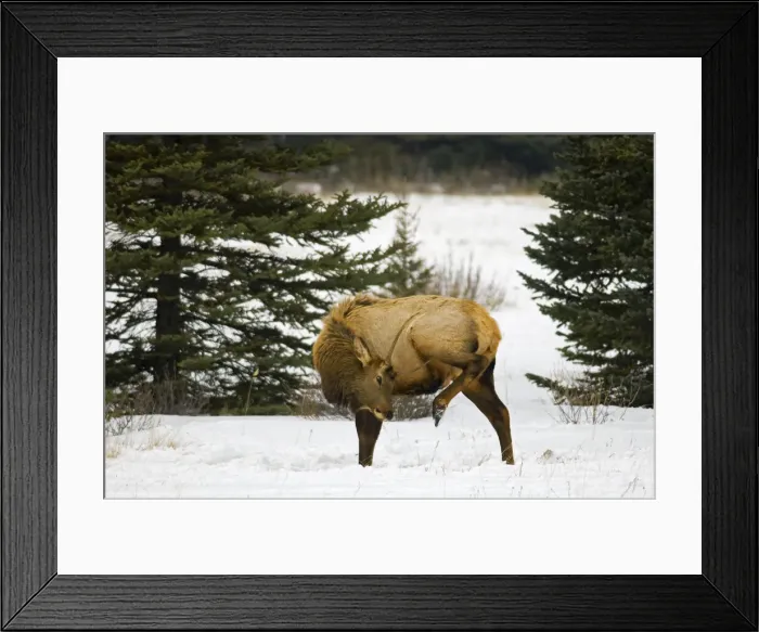 Framed Print : DDE-90027540 Framed Print : DDE-90027540