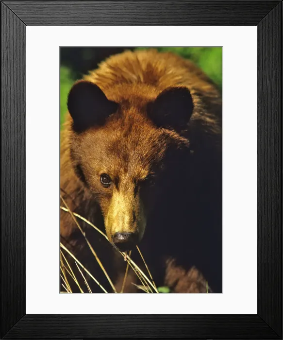 Framed Print : DDE-90027566 Framed Print : DDE-90027566