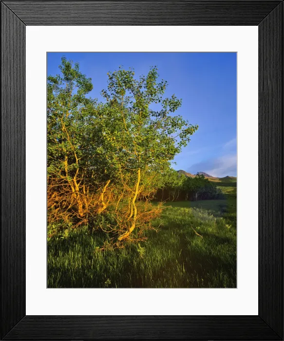 Framed Print : DDE-90027587 Framed Print : DDE-90027587