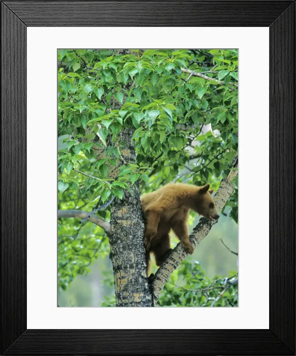 Framed Print : DDE-90027599 Framed Print : DDE-90027599