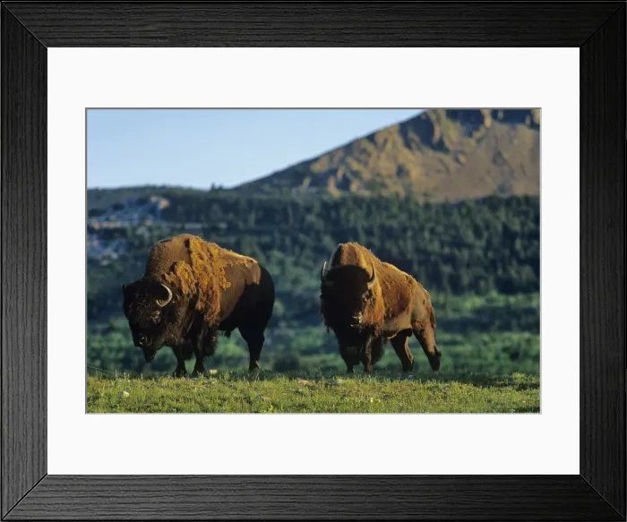 Framed Print : DDE-90027598 Framed Print : DDE-90027598