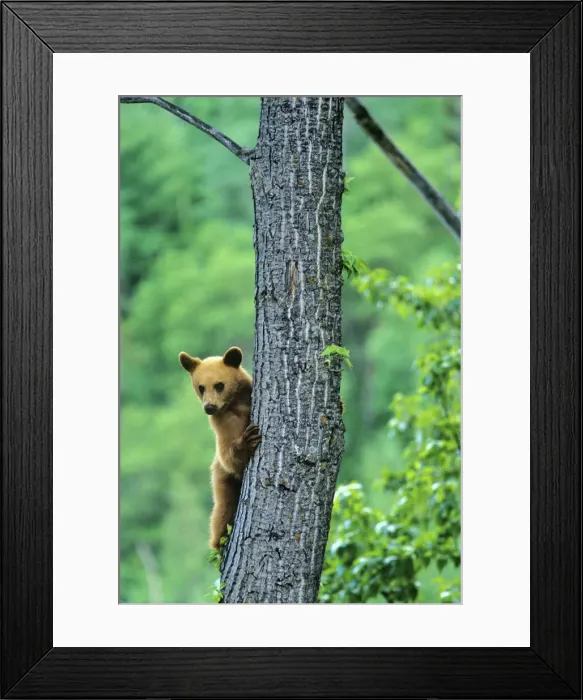 Framed Print : DDE-90027600 Framed Print : DDE-90027600