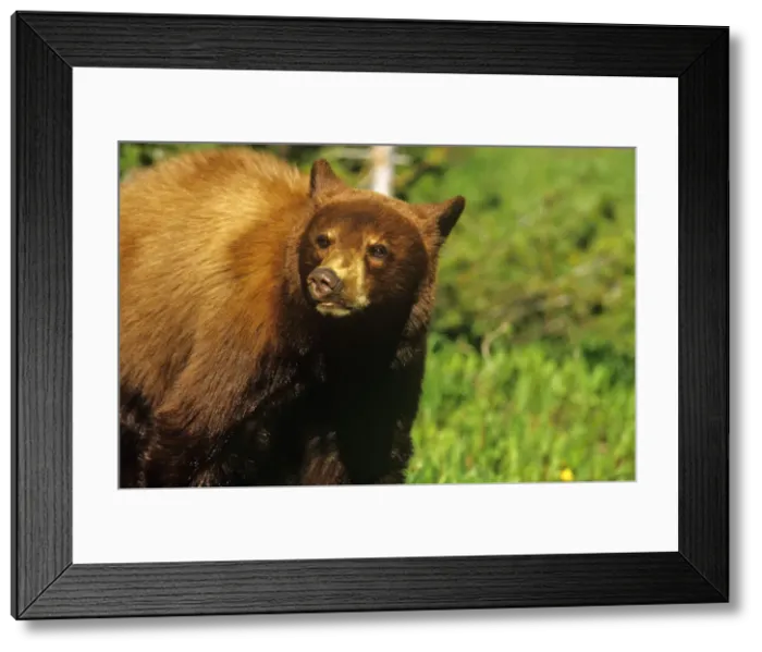 Framed Print : DDE-90027629 Framed Print : DDE-90027629