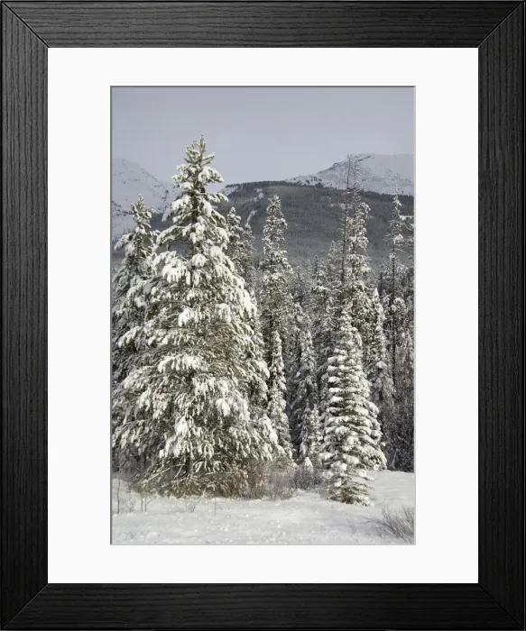 Framed Print : DDE-90027638 Framed Print : DDE-90027638