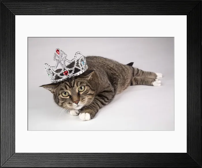Framed Print : DDE-90027656 Framed Print : DDE-90027656