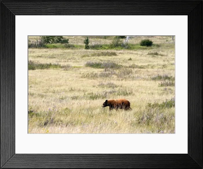 Framed Print : DDE-90027655 Framed Print : DDE-90027655