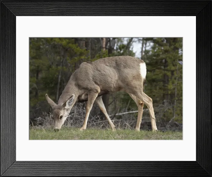 Framed Print : DDE-90027660