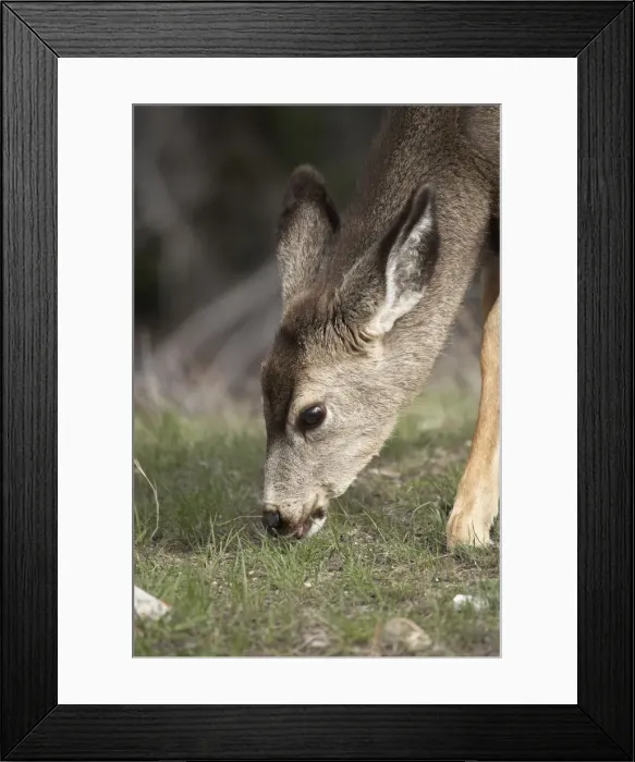 Framed Print : DDE-90027661 Framed Print : DDE-90027661