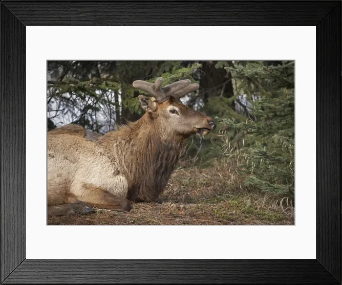 Framed Print : DDE-90027662 Framed Print : DDE-90027662