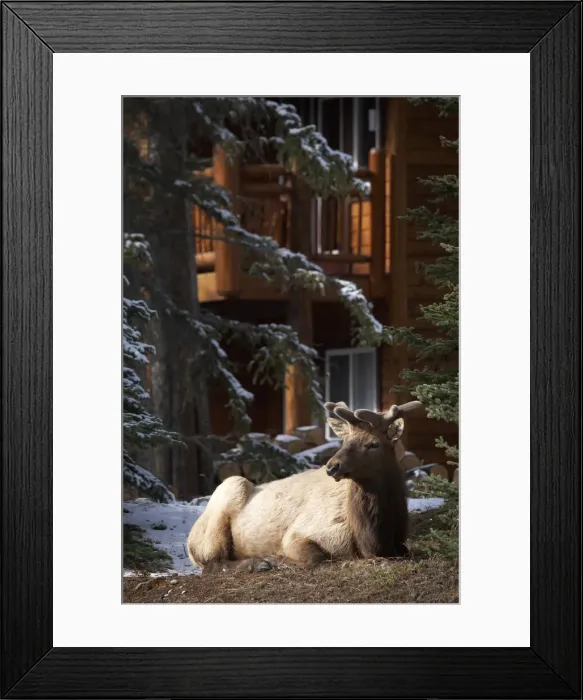 Framed Print : DDE-90027663