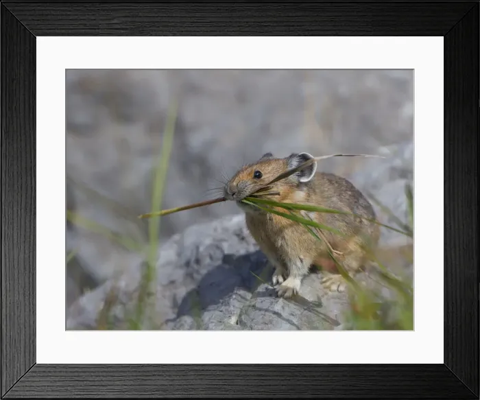 Framed Print : DDE-90027666 Framed Print : DDE-90027666