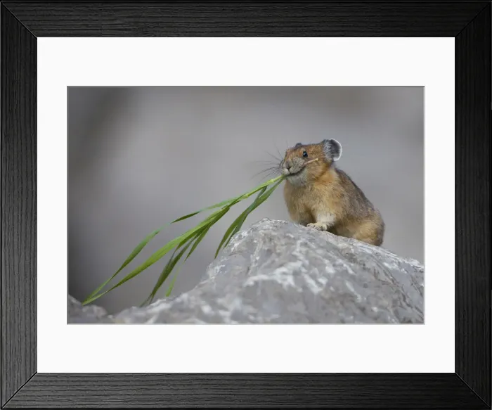 Framed Print : DDE-90027667 Framed Print : DDE-90027667