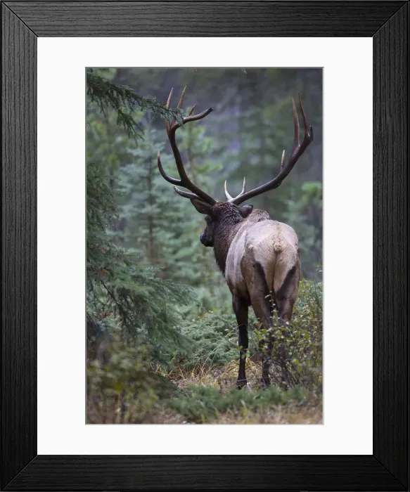 Framed Print : DDE-90027669 Framed Print : DDE-90027669