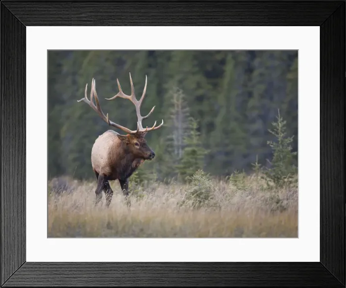 Framed Print : DDE-90027670 Framed Print : DDE-90027670
