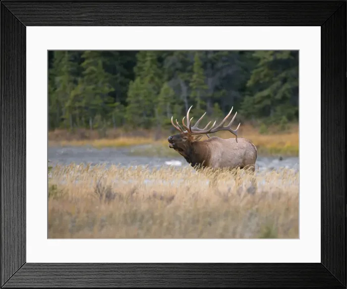 Framed Print : DDE-90027671 Framed Print : DDE-90027671
