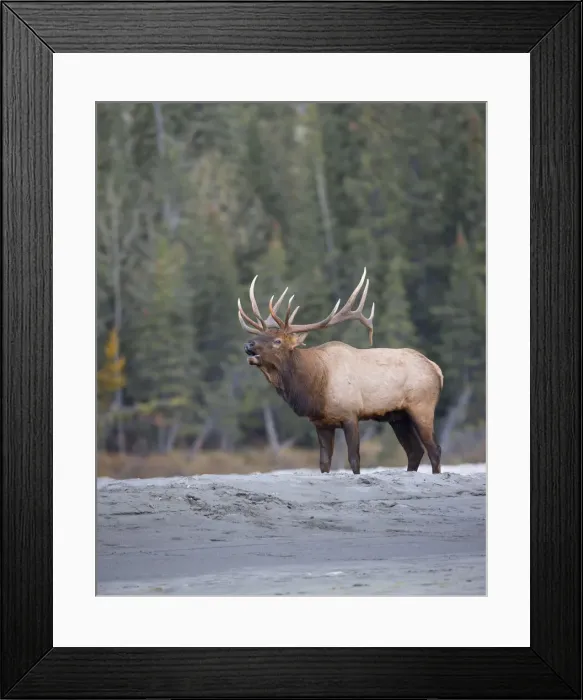 Framed Print : DDE-90027672 Framed Print : DDE-90027672