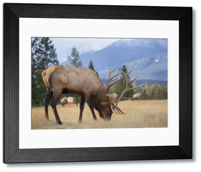 Framed Print : DDE-90027673 Framed Print : DDE-90027673