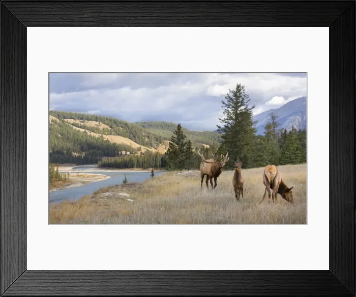 Framed Print : DDE-90027674 Framed Print : DDE-90027674