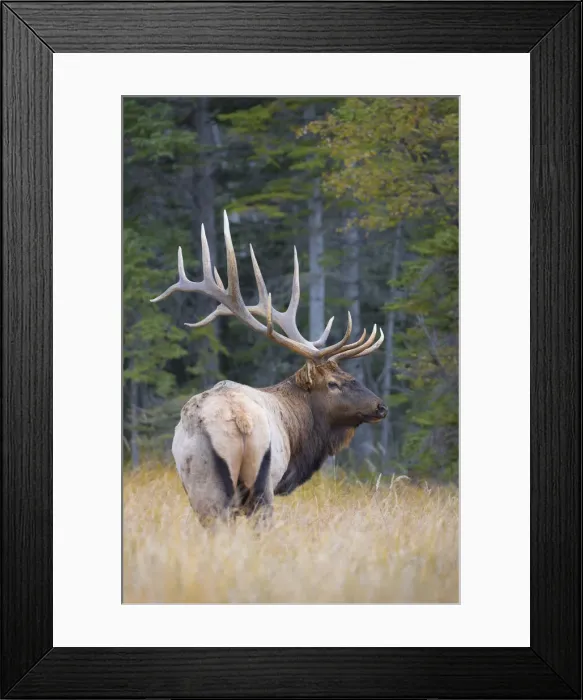 Framed Print : DDE-90027675 Framed Print : DDE-90027675