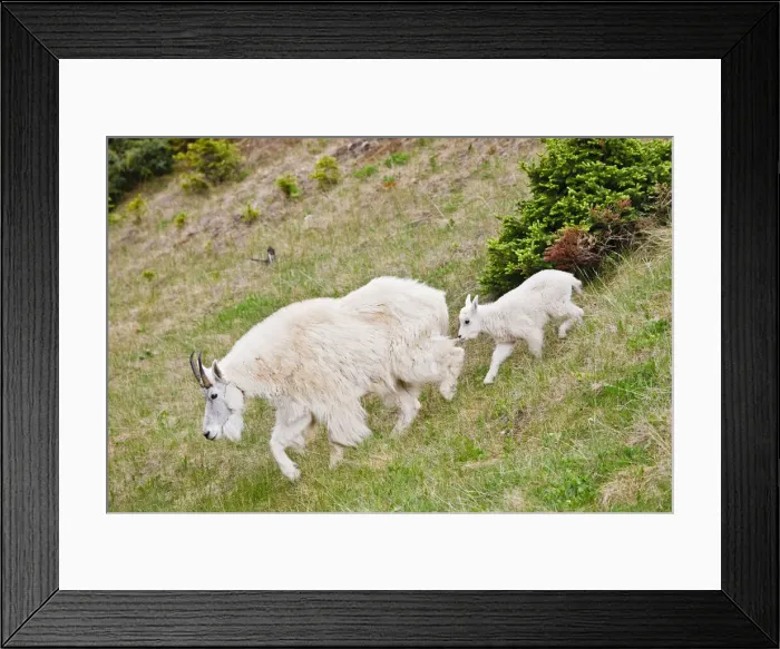 Framed Print : DDE-90027692 Framed Print : DDE-90027692