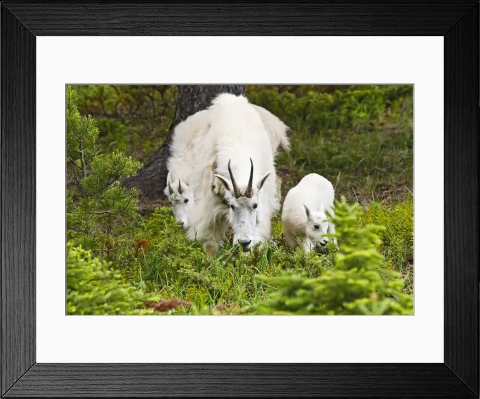 Framed Print : DDE-90027693 Framed Print : DDE-90027693