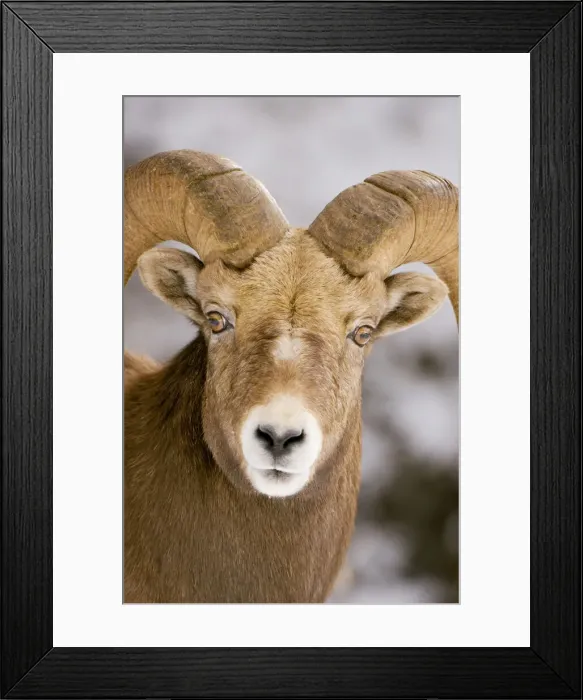 Framed Print : DDE-90027700 Framed Print : DDE-90027700