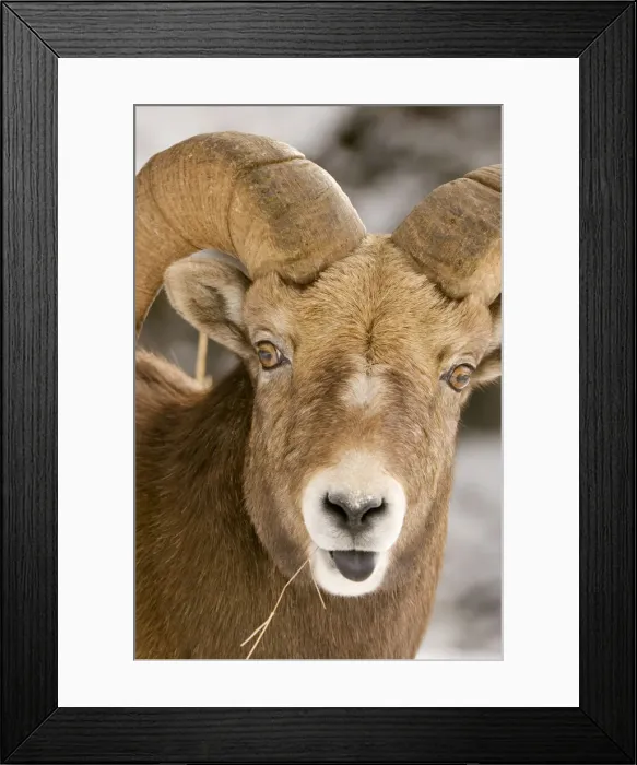 Framed Print : DDE-90027701 Framed Print : DDE-90027701