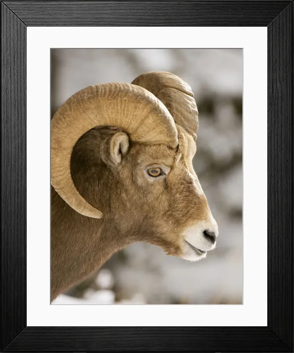 Framed Print : DDE-90027702 Framed Print : DDE-90027702