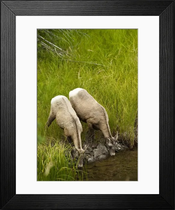 Framed Print : DDE-90027699 Framed Print : DDE-90027699