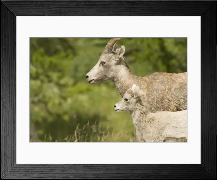 Framed Print : DDE-90027704 Framed Print : DDE-90027704